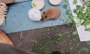Bunnies Play Tug of War