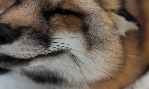 Sweet Pet Fox Asks For Back Scratches