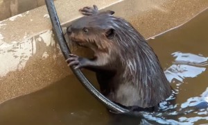 Beaver Takes A Bath