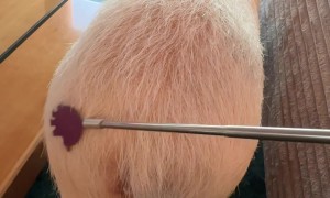 Scratching Roxy The Pig's Rump