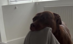 Dog Brings Blanket To Bed For Weekend Snuggles