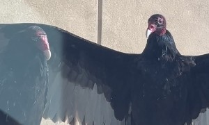 Turkey Vulture Waits Patiently for Its Hug