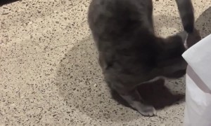 Cat Chases Tail In Hopes Of Oven Scraps