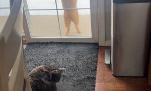 Let Me In! Let Me In!