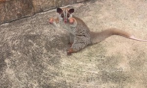 Fiesty Little Possum is Ready to Throw Hands