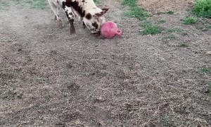 Calf Plays with their Favorite Ball