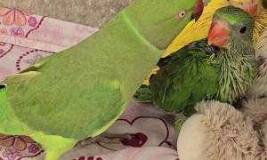 Father Bird Loves His Babies!