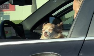 No Thoughts From Sunbathing Dog