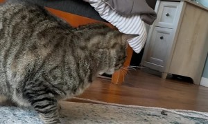 Cat Attempts to Shotgun a Soda Water