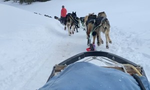 Dog Sledding in Big Sky