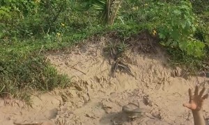 Snapped Branch Splashes Man Into Muddy Water
