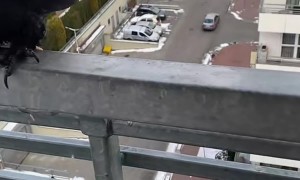 Young Raven Gets Pets