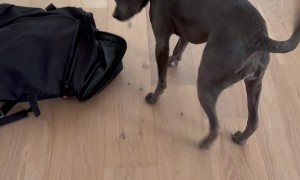 Clear C'mon Communication From Hungry Dog