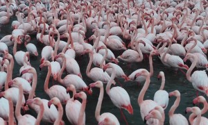 Flamingos Gather During a Snowfall