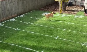 Backyard Puppy Bowl