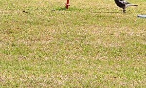 Magpie Playing Swing Ball