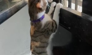 Cat Sits On Food Dispenser And Observes World Outside Window