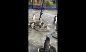 Kangaroos Hopping in Front of Car