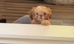 Shih Tzu Puppy Peeks Over Sofa