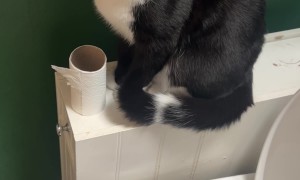 Cat Urinates In Toilet