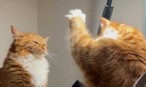 Orange Cats Bat At Each Other In Playful Scrap