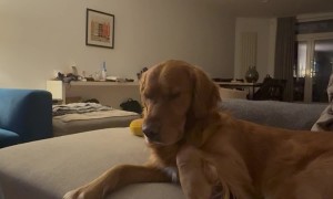 Dog Unenthusiastically Shakes Hand