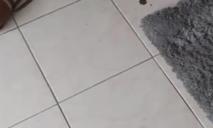 Muddy Golden Retriever Puppy Makes Mess In Home