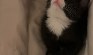 Six Week Old Kitten Pass Out