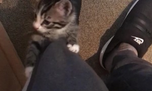 Kitten Claims the High Ground