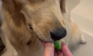 Tricking My Golden Retriever into Eating Broccoli
