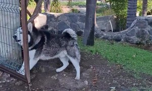 Bark First, Think Later