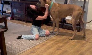 Pretending to Faint in Front of My Dog