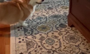 Corgi Pup Annoys His Mom Until She Plays With Him