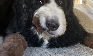 Dog Curls Lip While On Bed