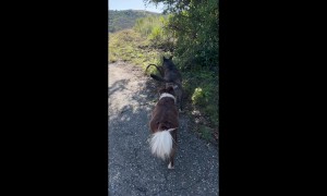 Dog Emerges From Bush With Buck Head