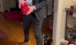 Man Proposes To The Dog Too