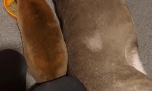 Bunny Bonks French Bulldog