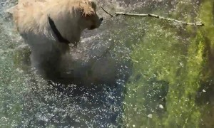 When Your Golden Forgets the Stick He Was Playing With