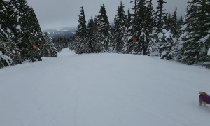 Skiing an Alpine Trail With My Shiba Inu Dog Maru