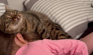 Cat Cuddles In Children's Bed