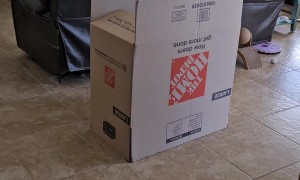 Cat Paw Hilariously Shuffles Haunted Moving Box