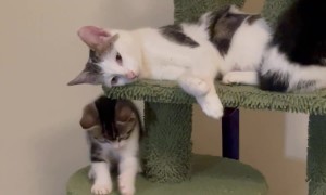 Cat Exhausted By Playful Kittens