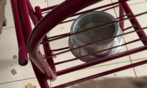 Owner Discovers Puppy Has Destroyed Door