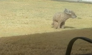 Poodle Struggles To Poop On Windy Day