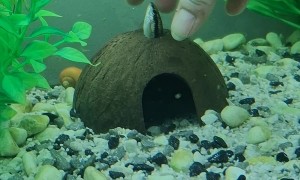 Stuck Fish Removed From Coconut Hide Hole