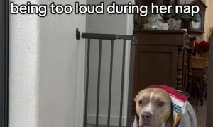 Dog Stomps Around Corner After Nap Is Disturbed