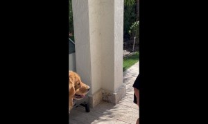 Golden Retriever Plays With Toddler