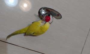 Cute Little Bird Plays Basketball With Itself