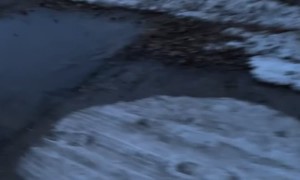 Dog and Emu Out For A Stroll