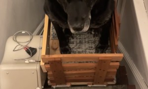 Old Dog Uses Custom Stair Lift